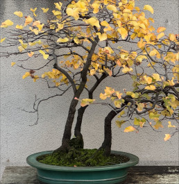 Last days in Autumn. Bonsai Garden