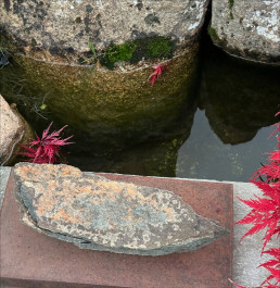 Last days in Autumn. Bonsai Garden