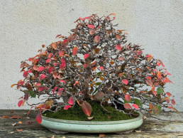 Winter ligths bonsai museum Luis Vallejo Madrid