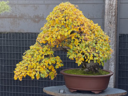 Winter ligths bonsai museum Luis Vallejo Madrid