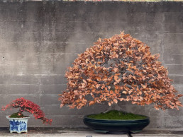 Winter ligths bonsai museum Luis Vallejo Madrid