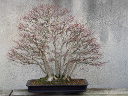 Winter ligths bonsai museum Luis Vallejo Madrid