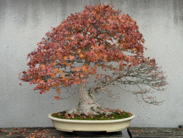 Winter ligths bonsai museum Luis Vallejo Madrid