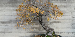 Winter ligths bonsai museum Luis Vallejo Madrid