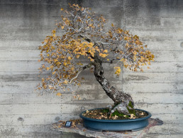 Winter ligths bonsai museum Luis Vallejo Madrid