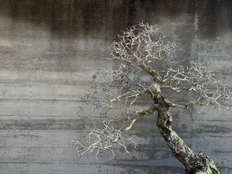 Winter trees in the Bonsai Garden Luis Vallejo