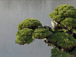 Winter trees in the Bonsai Garden Luis Vallejo