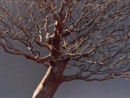 Winter trees in the Bonsai Garden Luis Vallejo