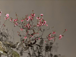 Prunus mume. Ume Luis Vallejo Bonsai Garden
