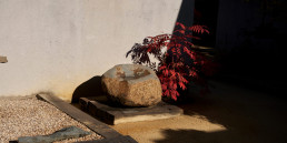 Bonsai Garden Luis Vallejo, Madrid