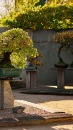 Bonsai Garden Luis Vallejo, Madrid