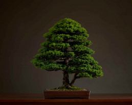 Picea de Hokkaido