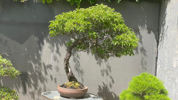 Summer light in the bonsai garden
