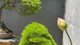 through the lotus flower. Bonsai Garden Luis Vallejo