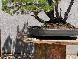 If there is no shadow, there is also no light Hidetoshi Nagasawa. Madrid Bonsai Garden