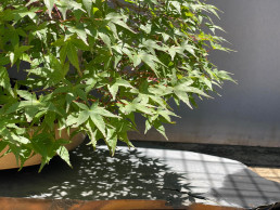 If there is no shadow, there is also no light Hidetoshi Nagasawa. Madrid Bonsai Garden