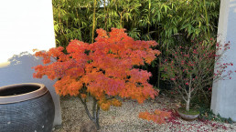 autumn colours. Luis Vallejo Bonsai Garden