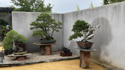 more spring in the bonsai garden luis vallejo