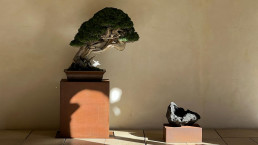 “To the pines the wind” exhibition from October 31 to November 5. San Telmo Museum San Sebastián.