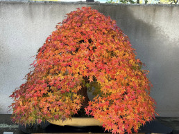 maples in autumn. Luis Vallejo Bonsai Garden