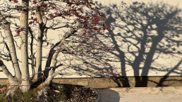 Autumn shadows in the Bonsai garden