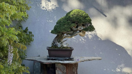spring days in the bonsai garden Luis Vallejo
