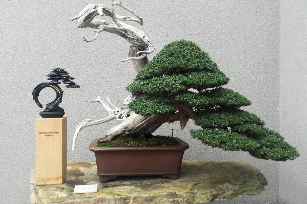 Best Bonsái Noelanders Trophy XVIII; Taxus cuspidata de Luis Vallejo. Museo Bonsái Luis Vallejo.
