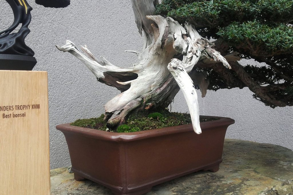 Best Bonsái Noelanders Trophy XVIII; Taxus cuspidata de Luis Vallejo. Museo Bonsái Luis Vallejo.