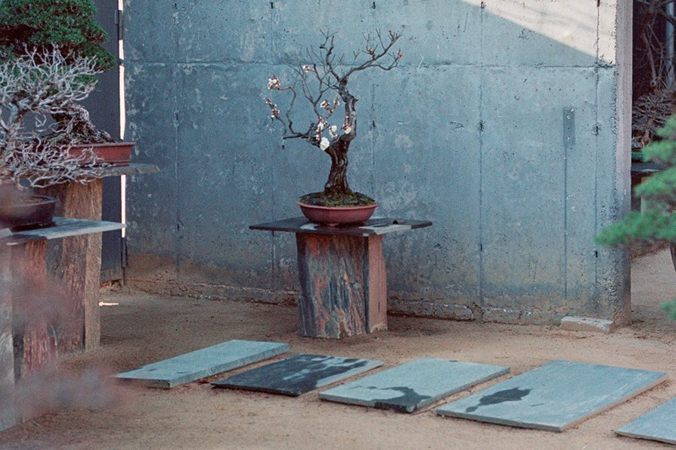 Luis Vallejo Jardín Bonsai.Un sensei en Alcobendas