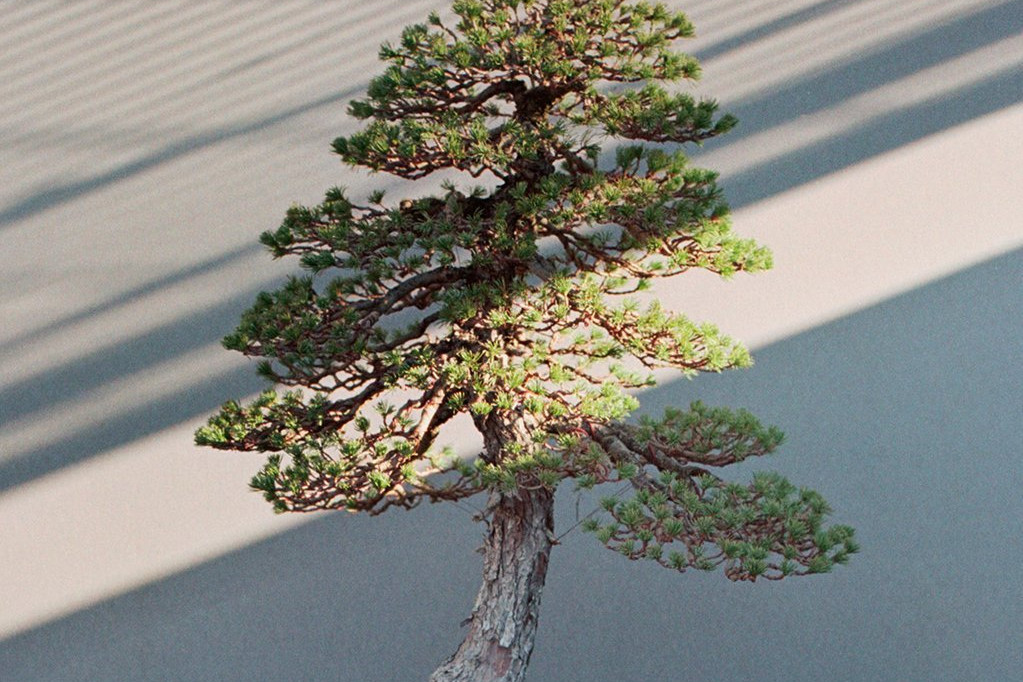 Luis Vallejo Jardín Bonsai.Un sensei en Alcobendas