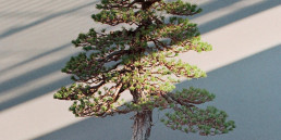 Luis Vallejo Jardín Bonsai.Un sensei en Alcobendas