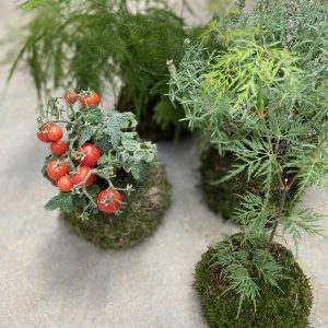 Kokedama