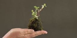 Taller de kokedama en el jardín bonsai Luis Vallejo