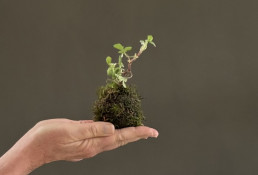 Taller de kokedama en el jardín bonsai Luis Vallejo