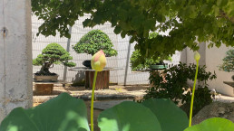 A través de la flor de loto. Luis Vallejo Jardín Bonsai