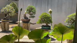 A través de la flor de loto. Luis Vallejo Jardín Bonsai