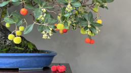 Madroño y sus frutos. Luis Vallejo Jardín Bonsai