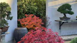 Colores de otoño. Jardín Bonsai Luis Vallejo