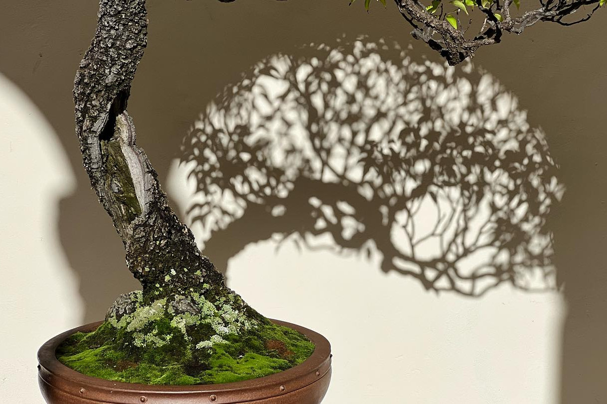 “a los pinos el viento “ exposición del 31 de octubre al 5 de noviembre. Museo San Telmo San Sebastián.