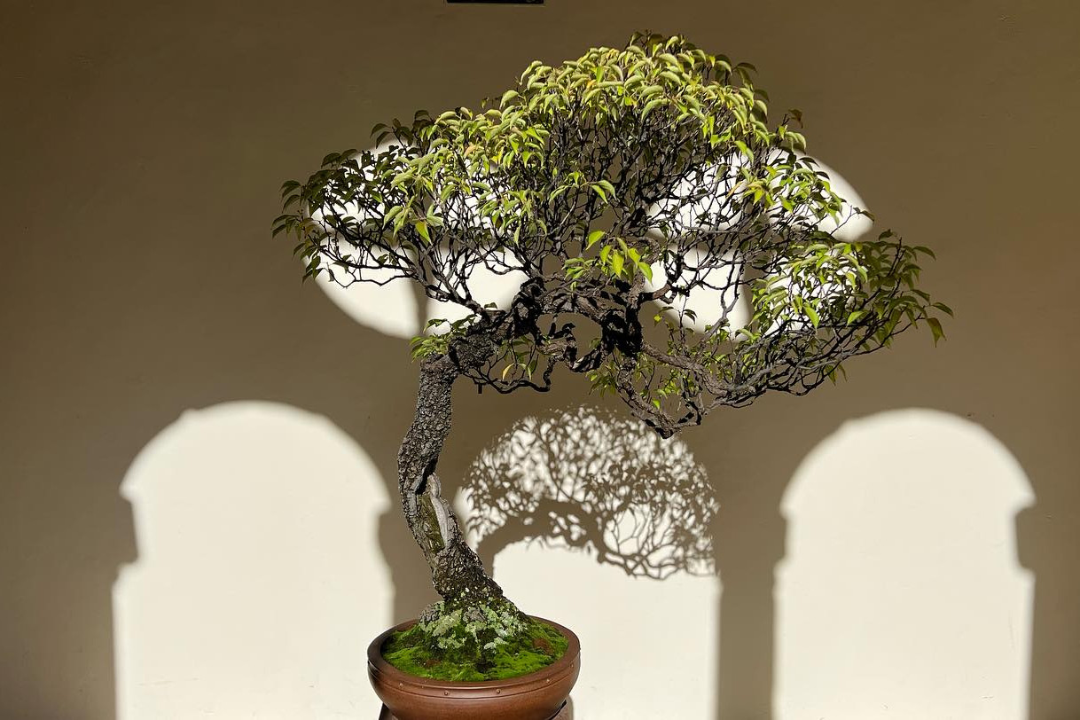 “a los pinos el viento “ exposición del 31 de octubre al 5 de noviembre. Museo San Telmo San Sebastián.