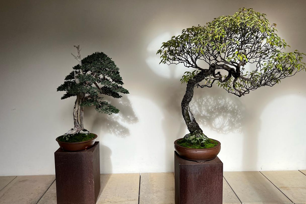 “a los pinos el viento “ exposición del 31 de octubre al 5 de noviembre. Museo San Telmo San Sebastián.