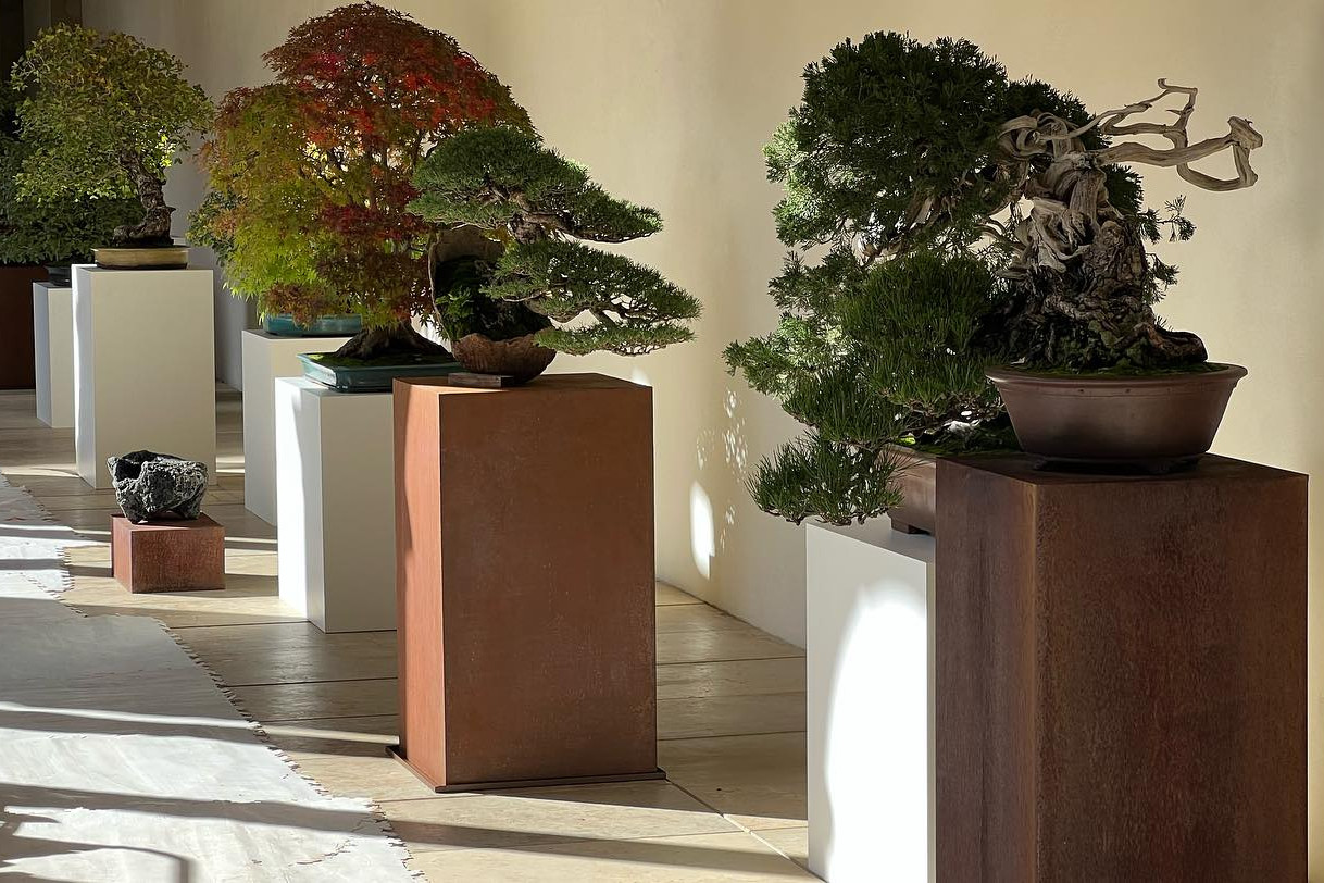 “a los pinos el viento “ exposición del 31 de octubre al 5 de noviembre. Museo San Telmo San Sebastián.