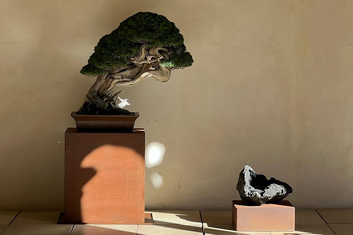 “a los pinos el viento “ exposición del 31 de octubre al 5 de noviembre. Museo San Telmo San Sebastián.