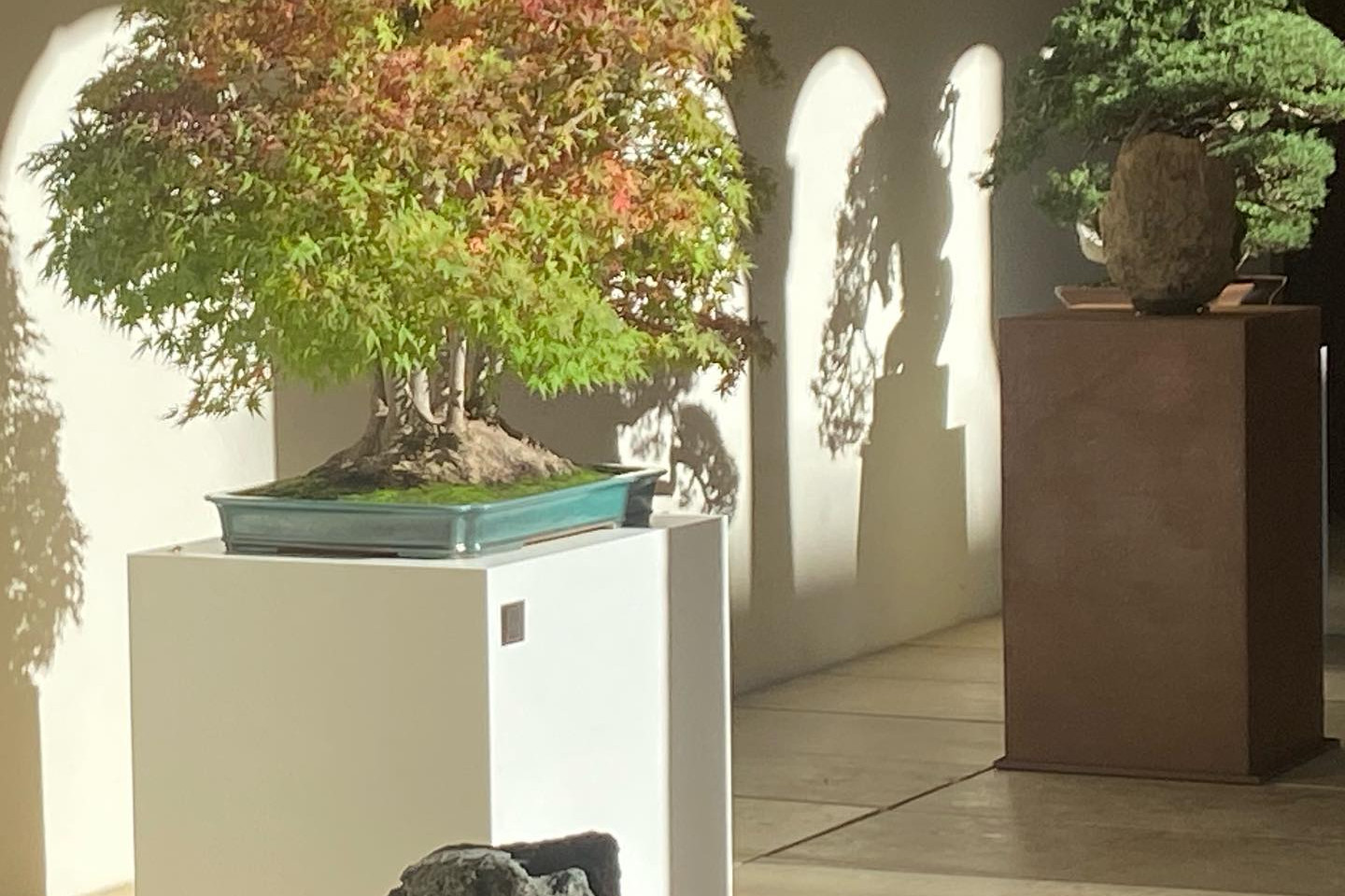 “a los pinos el viento “ exposición del 31 de octubre al 5 de noviembre. Museo San Telmo San Sebastián.