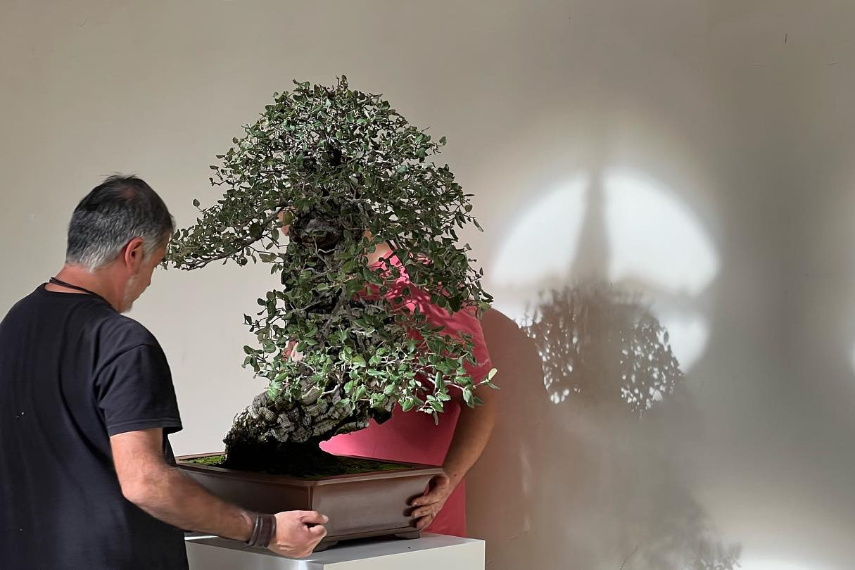 “a los pinos el viento “ exposición del 31 de octubre al 5 de noviembre. Museo San Telmo San Sebastián.