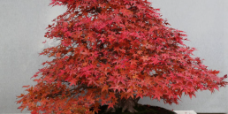 Pequeños pero matones: los bonsais más bellos de Europa. El País