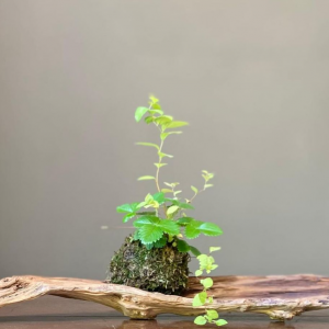 talleres de otoño en el jardín Bonsai Luis Vallejo