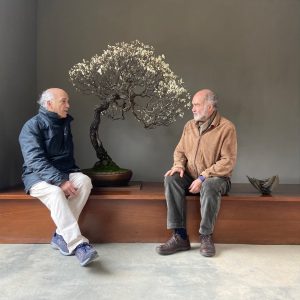 Amigos del Jardín Bonsai Luis Vallejo Preferente