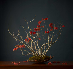 Otoño en el jardín Bonsai Luis Vallejo