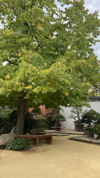 Tilo en flor en el Jardín Bonsai Luis Vallejo